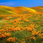 California Poppies