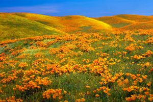 California Poppies