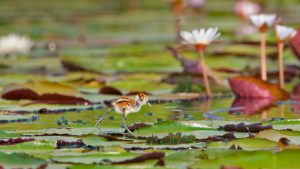 African Jacana Chick