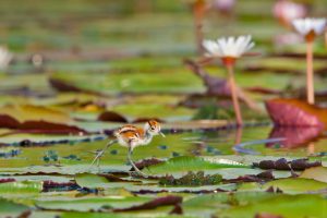 African Jacana Chick