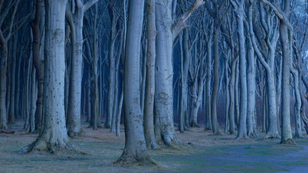 Coastal Beech