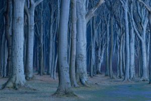 Coastal Beech