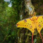 Comet Moth