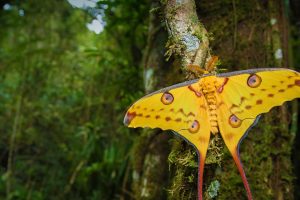 Comet Moth