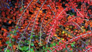 A cotoneaster Plant