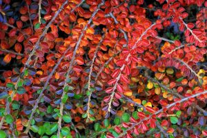 A cotoneaster Plant