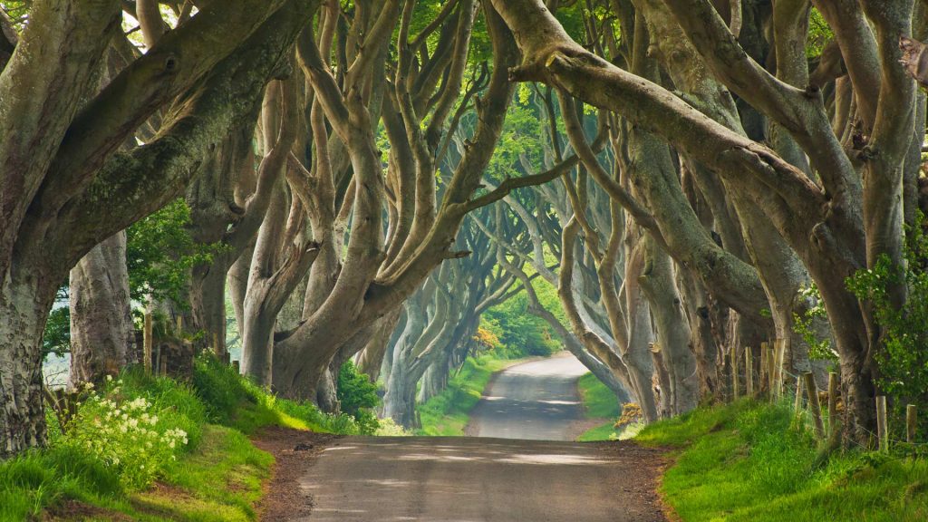 Dark Hedges