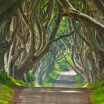 Dark Hedges