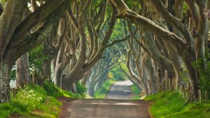 Dark Hedges