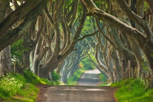 Dark Hedges