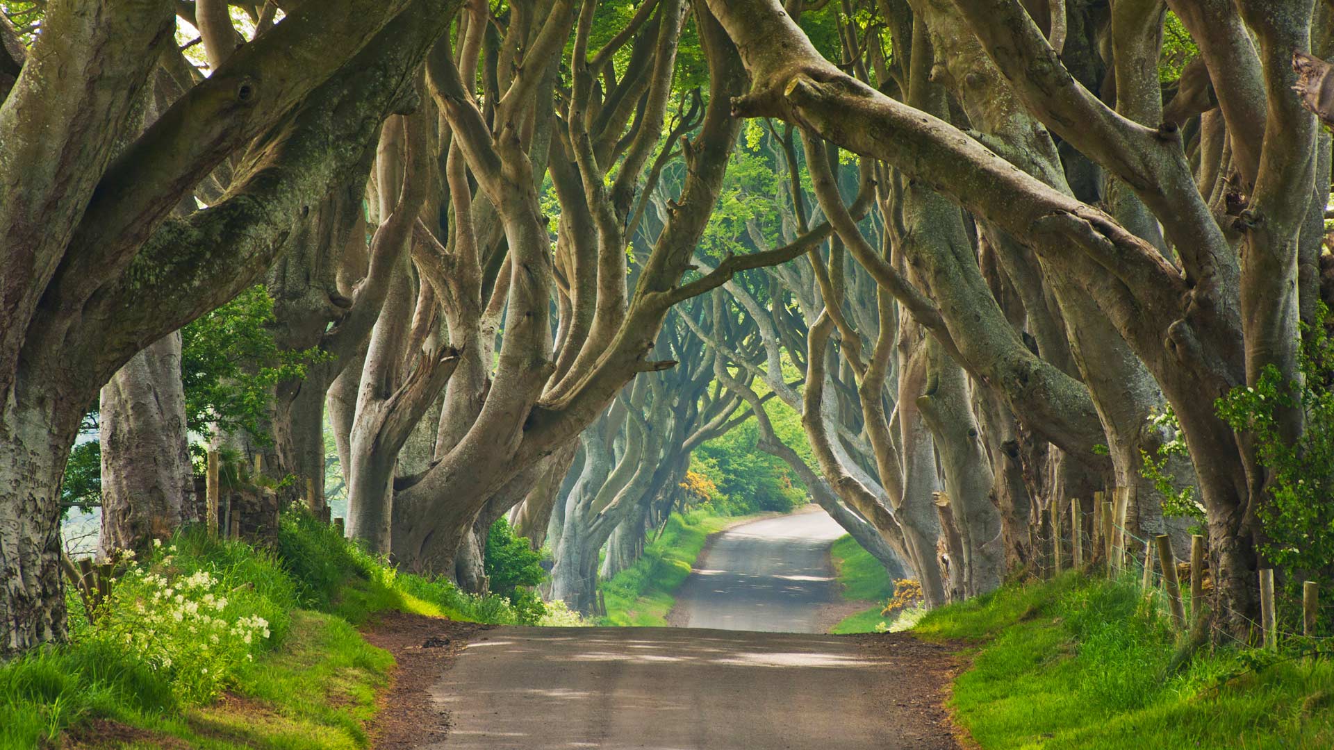 Dark Hedges – Bing Wallpaper Download