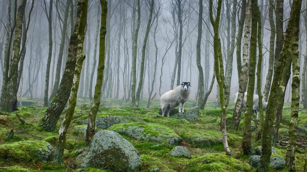 Derbyshire Sheep