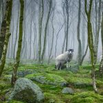 Derbyshire Sheep