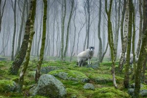 Derbyshire Sheep