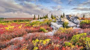 Dolly Sods