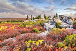 Dolly Sods