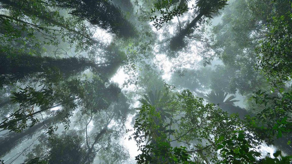 Dorrigo Canopy