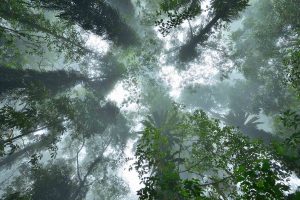 Dorrigo Canopy