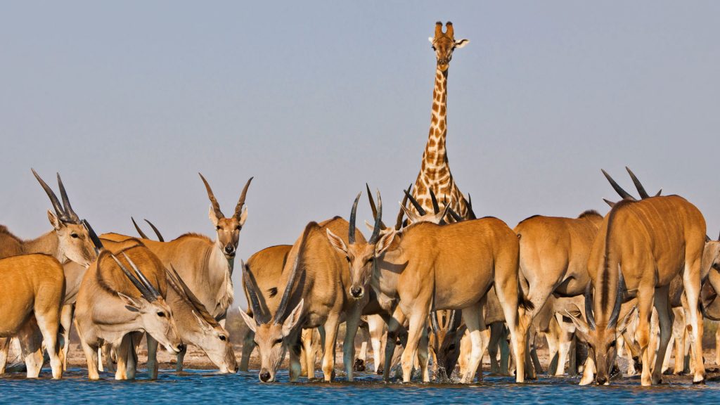 Eland Antelope