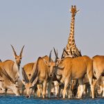 Eland Antelope