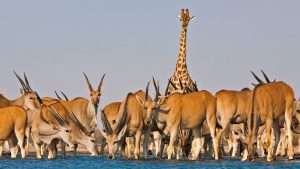 Eland Antelope