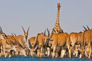 Eland Antelope