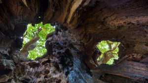 English Oak