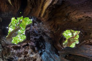 English Oak