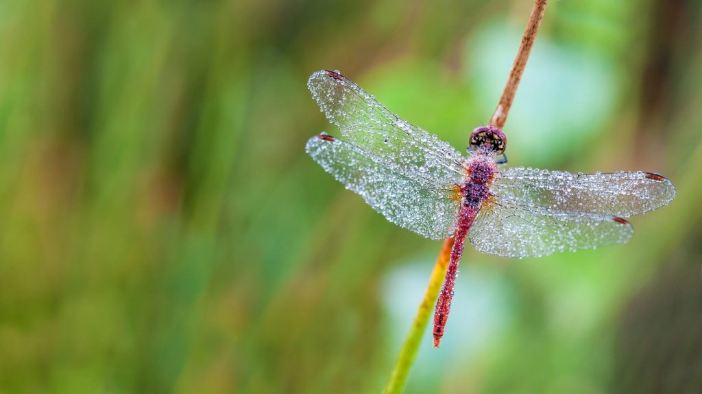 Fire Dragonfly