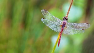 Fire Dragonfly