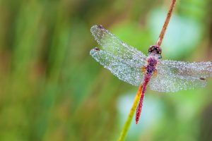 Fire Dragonfly