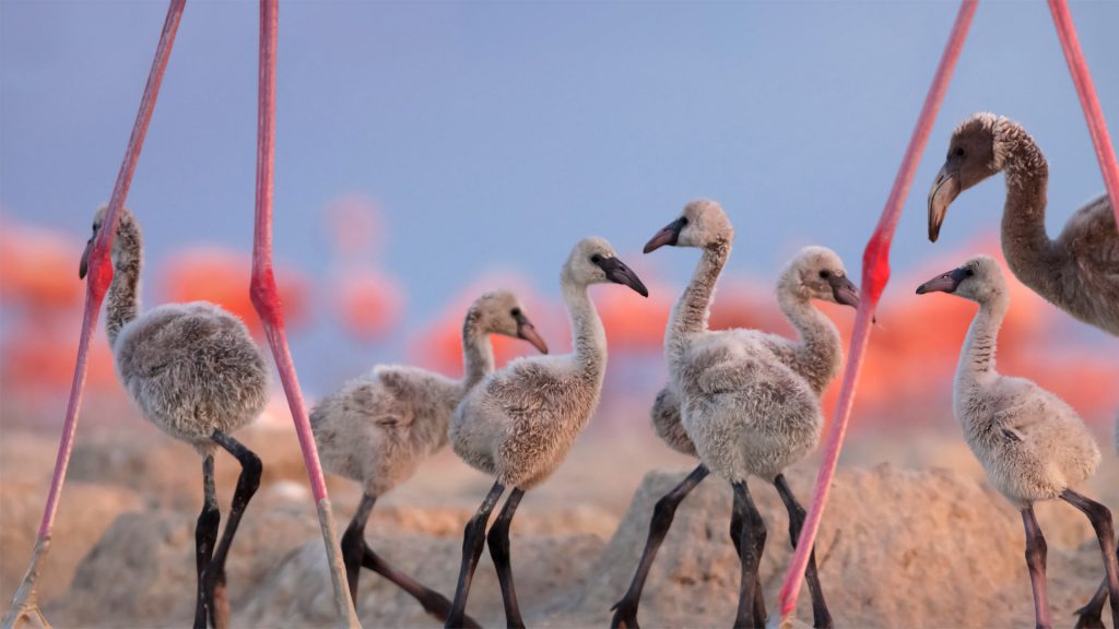 Flamingo Cousins