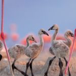 Flamingo Cousins