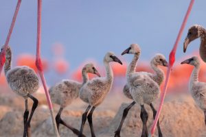 Flamingo Cousins