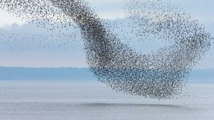 Flying Flock