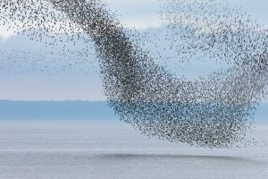 Flying Flock