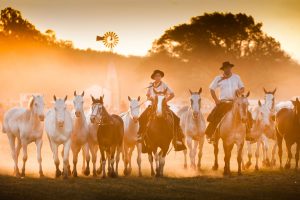 Gaucho Festival