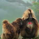 Gelada Simien