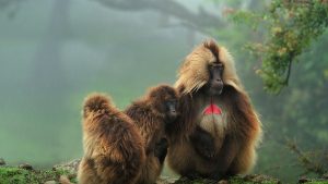 Gelada Simien