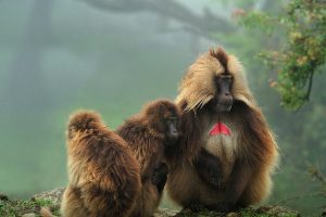 Gelada Simien