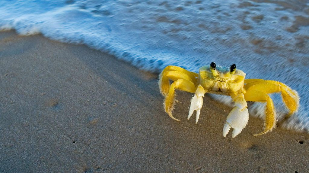 Ghost Crab