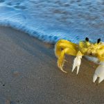 Ghost Crab