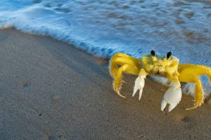 Ghost Crab