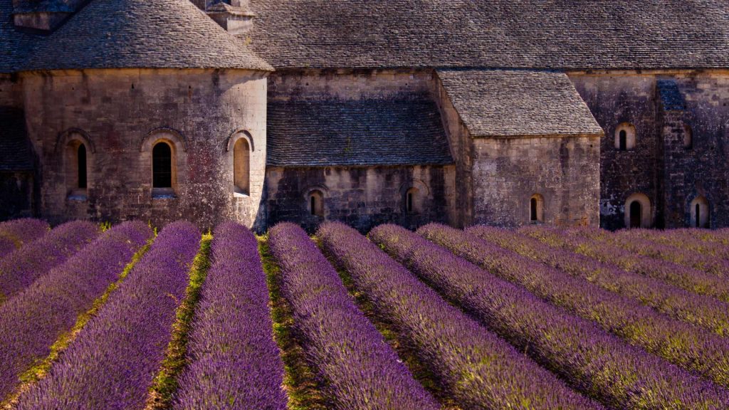 Gordes Lavender