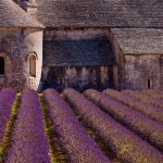 Gordes Lavender