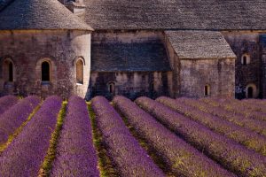 Gordes Lavender