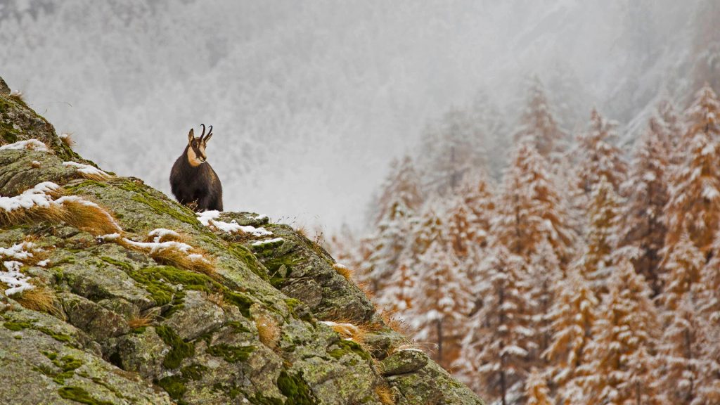 Gran Paradiso NP