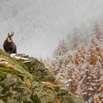 Gran Paradiso NP