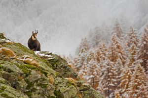 Gran Paradiso NP