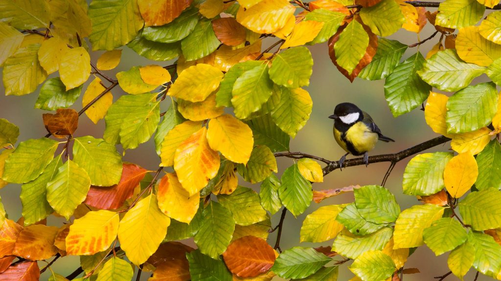 Great Tit